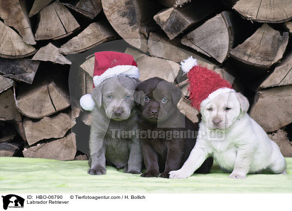 Labrador Retriever / Labrador Retriever / HBO-06790