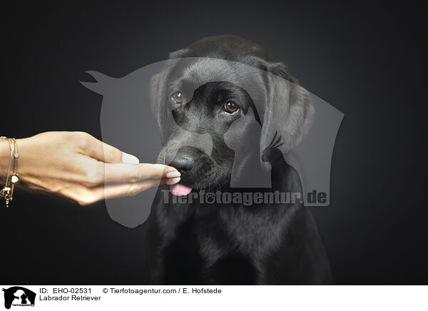 Labrador Retriever / Labrador Retriever / EHO-02531