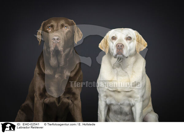 Labrador Retriever / Labrador Retriever / EHO-02541