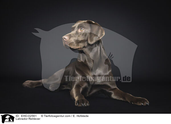 Labrador Retriever / Labrador Retriever / EHO-02561