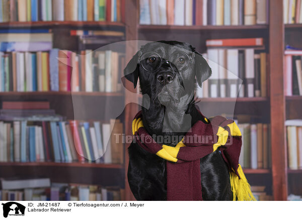 Labrador Retriever / Labrador Retriever / JM-21487
