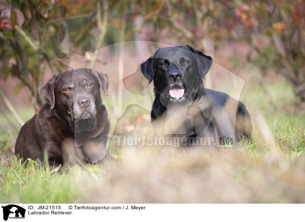 Labrador Retriever / Labrador Retriever / JM-21515