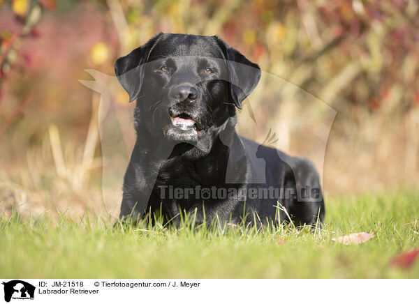 Labrador Retriever / Labrador Retriever / JM-21518