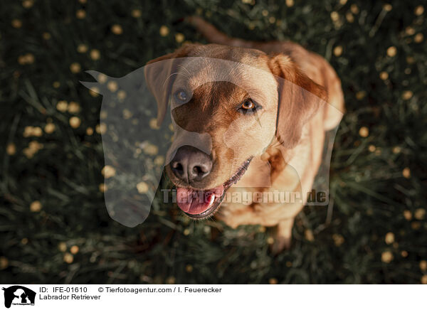 Labrador Retriever / Labrador Retriever / IFE-01610