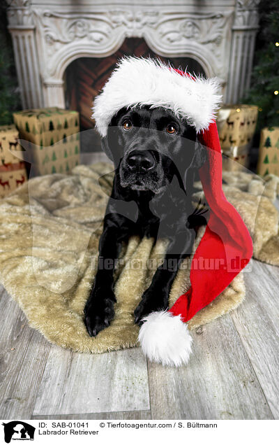 Labrador Retriever / Labrador Retriever / SAB-01041