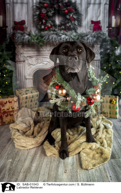 Labrador Retriever / Labrador Retriever / SAB-01043
