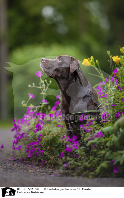 Labrador Retriever / Labrador Retriever / JEP-01526