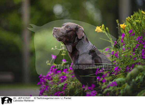 Labrador Retriever / Labrador Retriever / JEP-01527