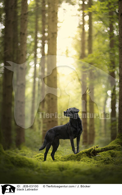 schwarzer Labrador / black Labrador / JEB-03100