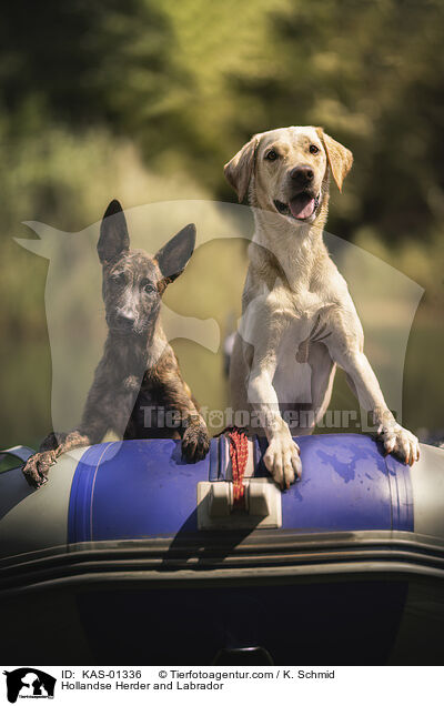 Hollandse Herder und Labrador / Hollandse Herder and Labrador / KAS-01336