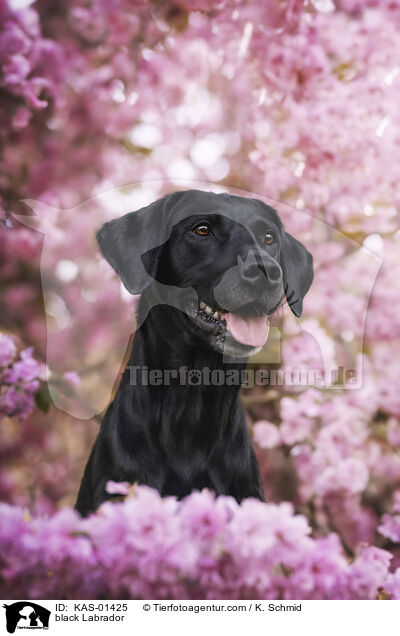schwarzer Labrador / black Labrador / KAS-01425