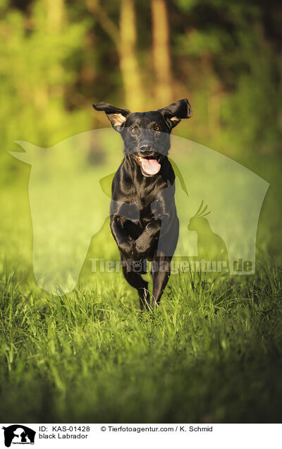 schwarzer Labrador / black Labrador / KAS-01428
