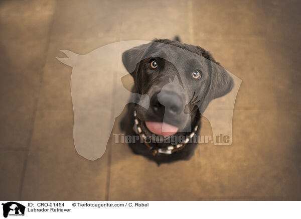 Labrador Retriever / Labrador Retriever / CRO-01454