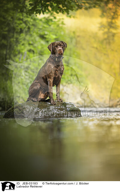 Labrador Retriever / Labrador Retriever / JEB-03183