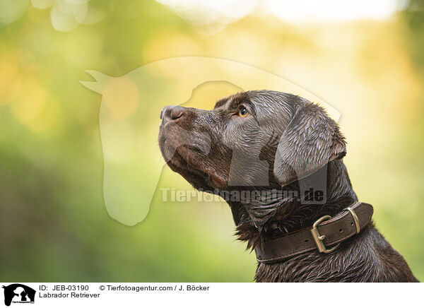 Labrador Retriever / Labrador Retriever / JEB-03190