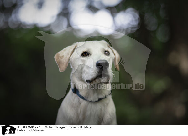 Labrador Retriever / Labrador Retriever / KAM-02977