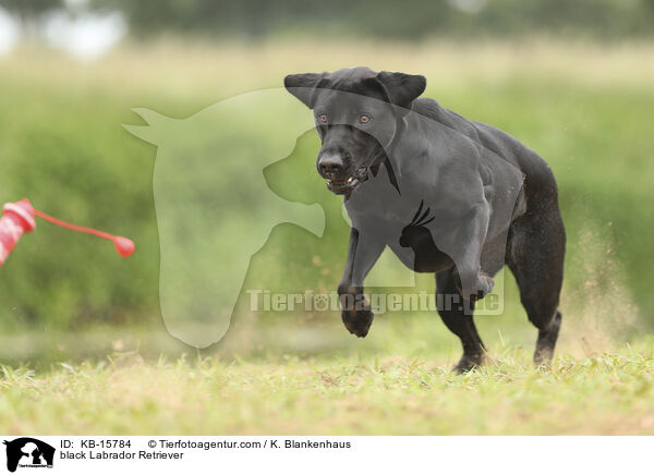 schwarzer Labrador Retriever / black Labrador Retriever / KB-15784