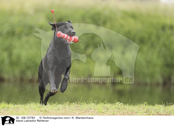 schwarzer Labrador Retriever / black Labrador Retriever / KB-15785