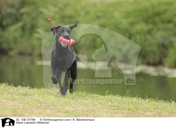 schwarzer Labrador Retriever / black Labrador Retriever / KB-15786