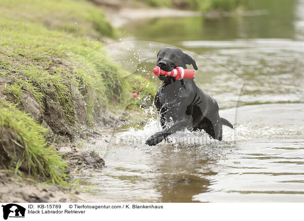 schwarzer Labrador Retriever / black Labrador Retriever / KB-15789