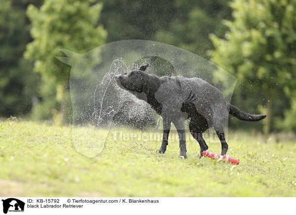 schwarzer Labrador Retriever / black Labrador Retriever / KB-15792