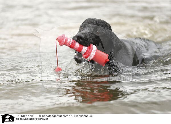 schwarzer Labrador Retriever / black Labrador Retriever / KB-15799