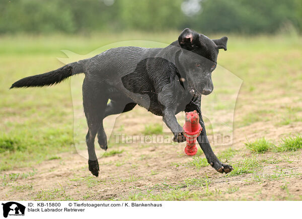 schwarzer Labrador Retriever / black Labrador Retriever / KB-15800