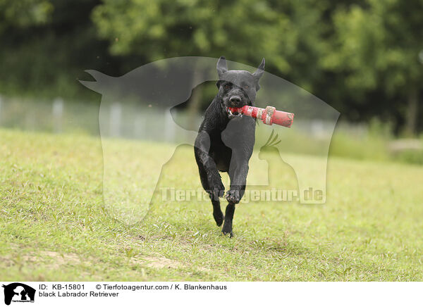 schwarzer Labrador Retriever / black Labrador Retriever / KB-15801