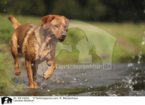 Labrador Retriever / Labrador Retriever / KB-16042