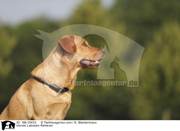 blonder Labrador Retriever / blonde Labrador Retriever / KB-16433