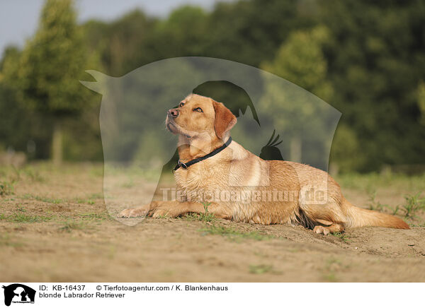 blonde Labrador Retriever / KB-16437