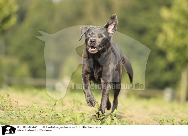 silberner Labrador Retriever / silver Labrador Retriever / KB-16441