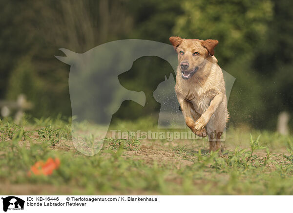 blonder Labrador Retriever / blonde Labrador Retriever / KB-16446