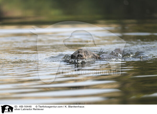 silver Labrador Retriever / KB-16448