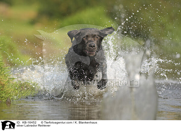 silver Labrador Retriever / KB-16452