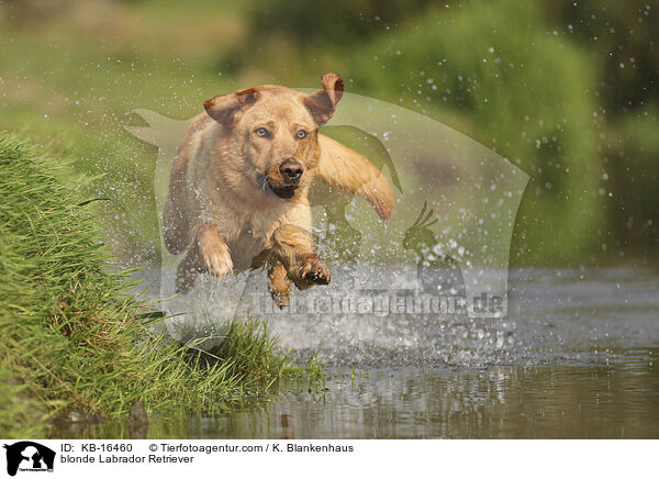blonder Labrador Retriever / blonde Labrador Retriever / KB-16460