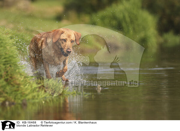 blonder Labrador Retriever / blonde Labrador Retriever / KB-16468