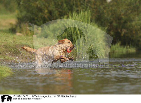 blonder Labrador Retriever / blonde Labrador Retriever / KB-16470