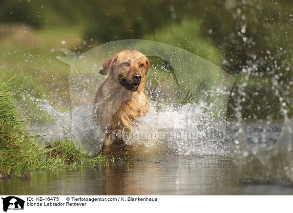 blonder Labrador Retriever / blonde Labrador Retriever / KB-16475