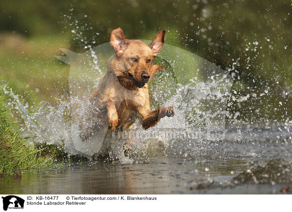 blonder Labrador Retriever / blonde Labrador Retriever / KB-16477