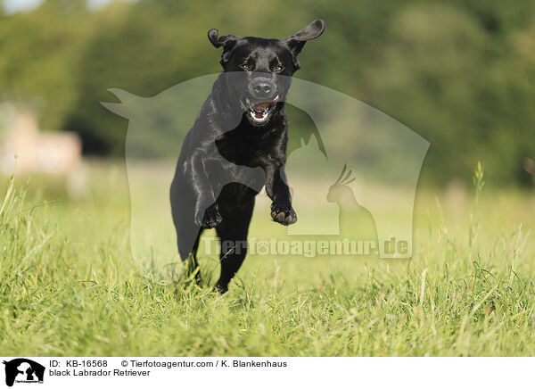 schwarzer Labrador Retriever / black Labrador Retriever / KB-16568