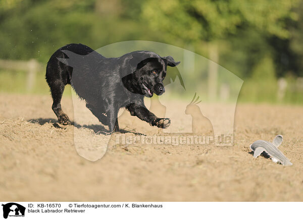 schwarzer Labrador Retriever / black Labrador Retriever / KB-16570