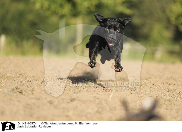 schwarzer Labrador Retriever / black Labrador Retriever / KB-16574