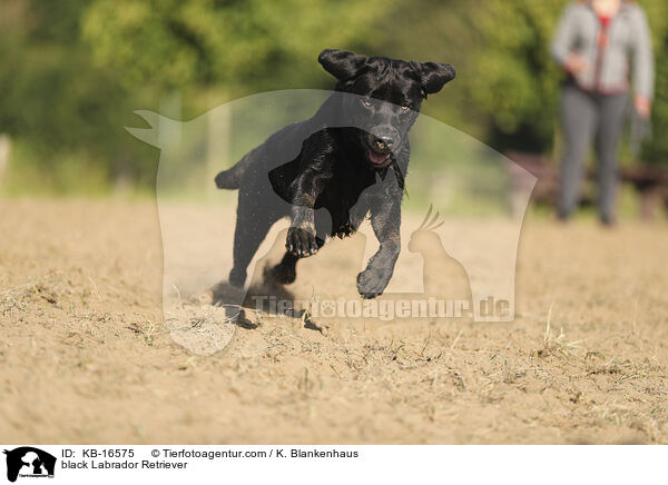 schwarzer Labrador Retriever / black Labrador Retriever / KB-16575
