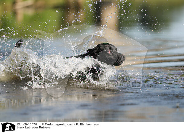 schwarzer Labrador Retriever / black Labrador Retriever / KB-16578