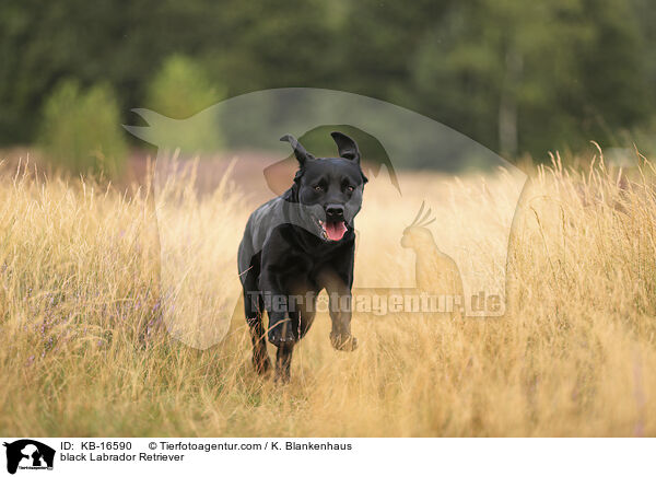 schwarzer Labrador Retriever / black Labrador Retriever / KB-16590