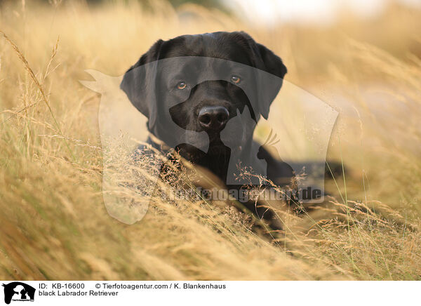 schwarzer Labrador Retriever / black Labrador Retriever / KB-16600
