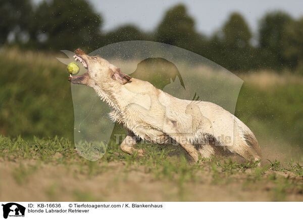 blonder Labrador Retriever / blonde Labrador Retriever / KB-16636