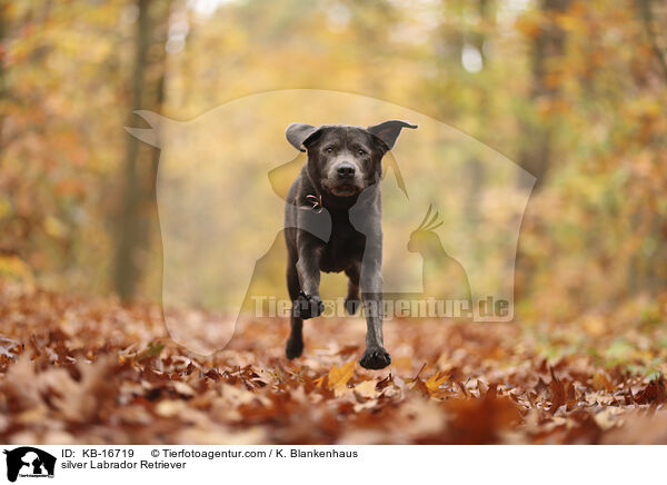 silberner Labrador Retriever / silver Labrador Retriever / KB-16719
