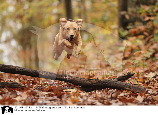 blonder Labrador Retriever / blonde Labrador Retriever / KB-16732
